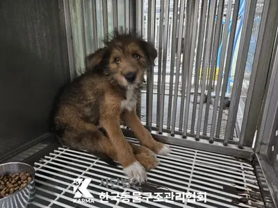 믹스견 사진