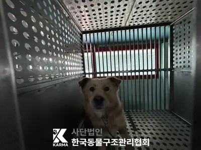 믹스견 사진