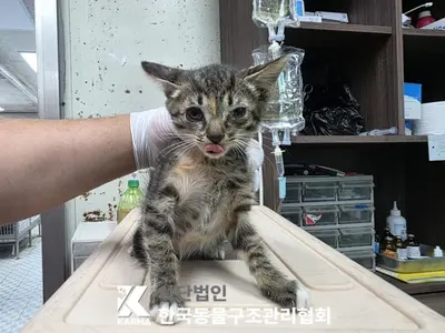 한국 고양이 사진