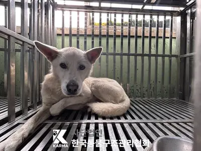 믹스견 사진