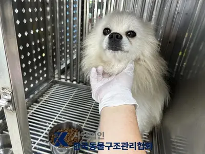 믹스견 사진
