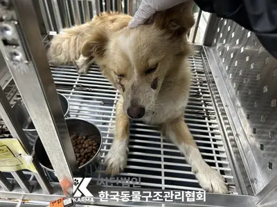 믹스견 사진