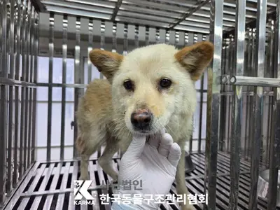 믹스견 사진