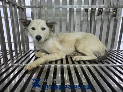 믹스견 사진