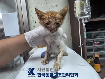 한국 고양이 사진