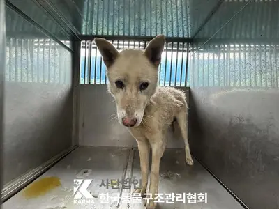 믹스견 사진