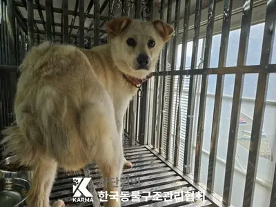 믹스견 사진