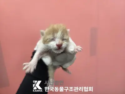 한국 고양이 사진