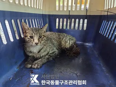 한국 고양이 사진