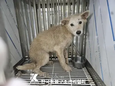 믹스견 사진