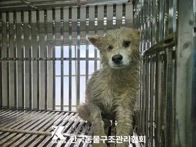 믹스견 사진