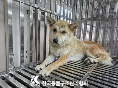 믹스견 사진