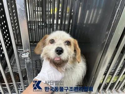 믹스견 사진