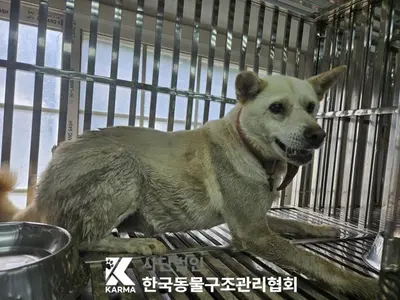 믹스견 사진
