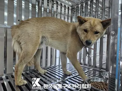 믹스견 사진