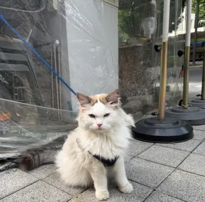 레그돌 사진