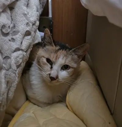 믹스묘 사진