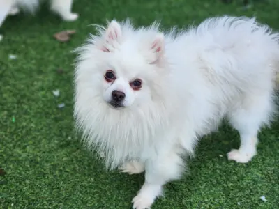 포메라니안 사진