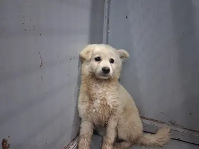 믹스견 사진