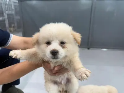 믹스견 사진