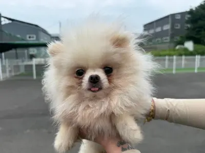 포메라니안 사진