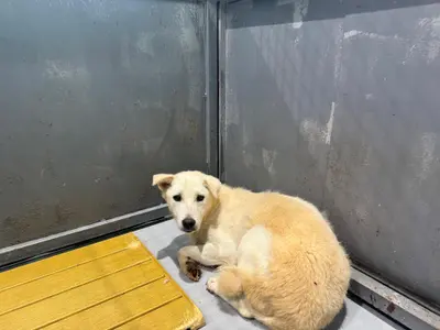 믹스견 사진