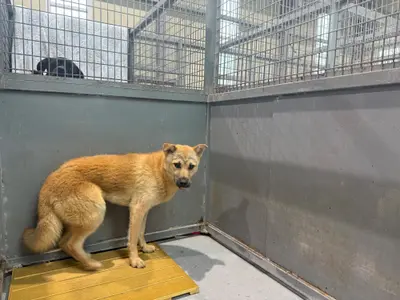 믹스견 사진