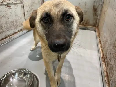 믹스견 사진