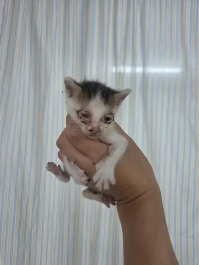 한국 고양이 사진