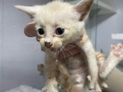 한국 고양이 사진
