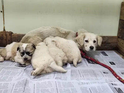 믹스견 사진