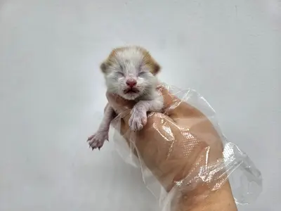 한국 고양이 사진
