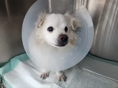 믹스견 사진