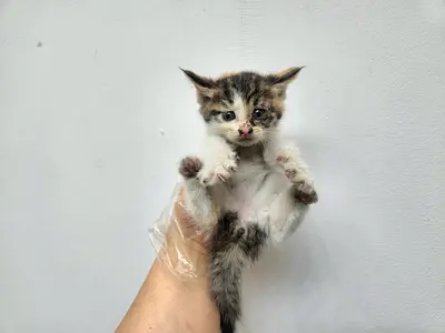 한국 고양이 사진
