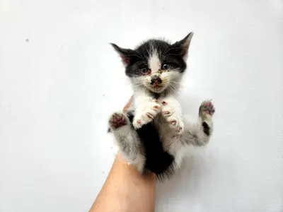 한국 고양이 사진