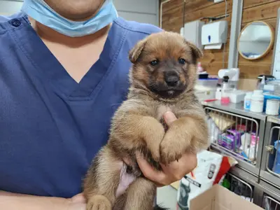 믹스견 사진