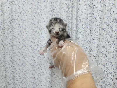 한국 고양이 사진