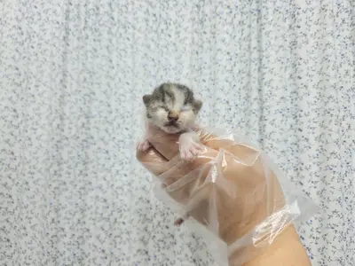 한국 고양이 사진