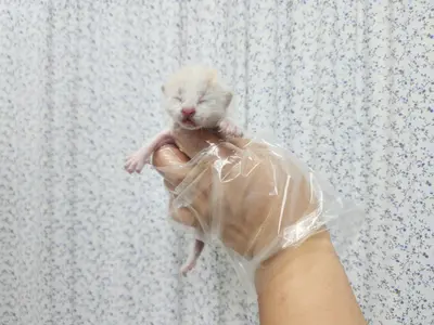 한국 고양이 사진