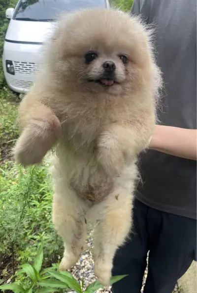 포메라니안 사진