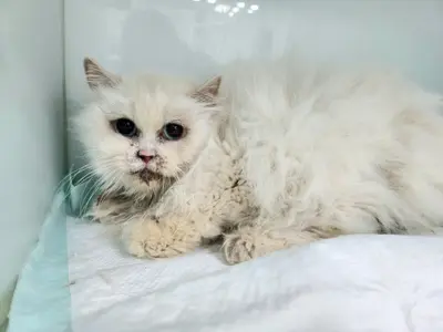 페르시안 사진