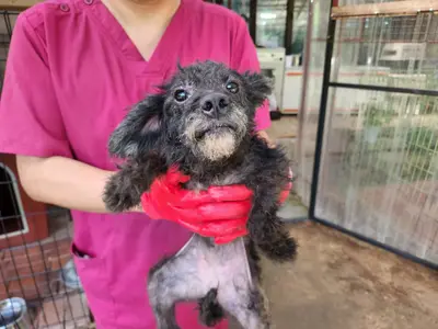 푸들 사진