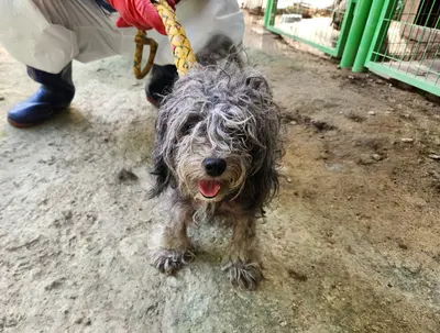 푸들 사진