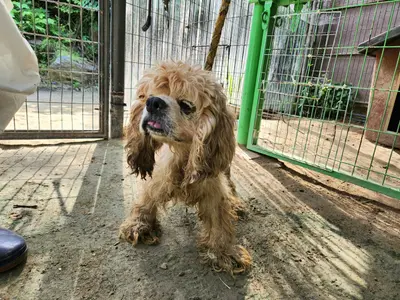 아메리칸 코카 스파니엘 사진
