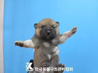 믹스견 사진