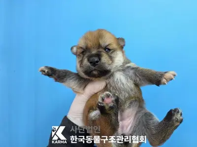 믹스견 사진