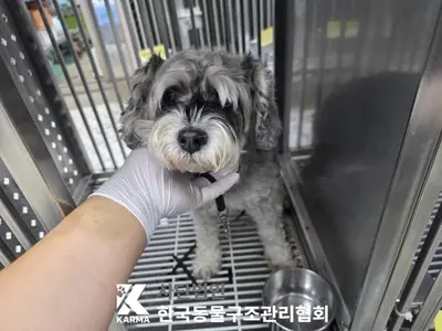 슈나우져 사진