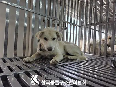믹스견 사진