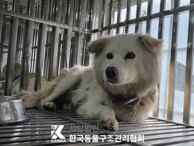믹스견 사진