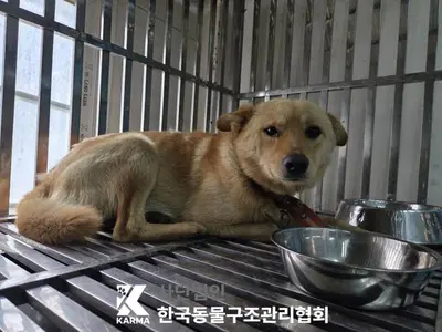 믹스견 사진